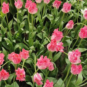 Tulip Coronet Crown of Dynasty