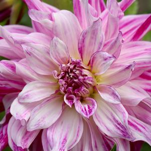 Dahlia Decorative Mom's Special