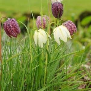 Fritillaria Meleagris