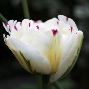 Tulip Double Late Danceline