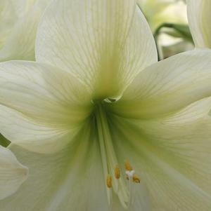 Hippeastrum Holland - Diamond Type Luna