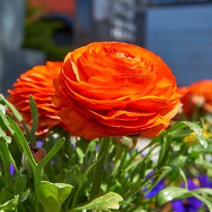 Ranunculus Tecolote Sunset