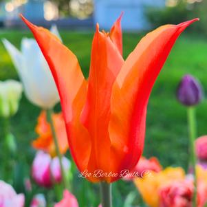 Tulip Lily Flowering Ballerina