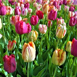 Tulip Parrot Mixed