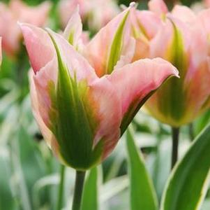 Tulip Viridiflora Chinatown