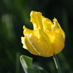 Tulip Parrot Texas Gold