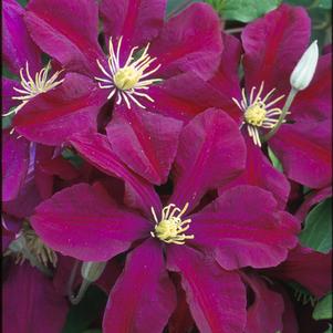 Clematis Niobe