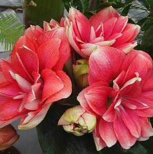 Hippeastrum Holland - Double Flowering Double Dream