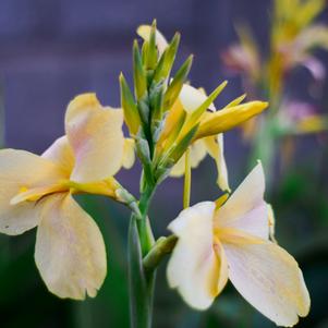 Canna Primrose Yellow