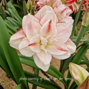 Hippeastrum Holland - Double Flowering Striped Amadeus