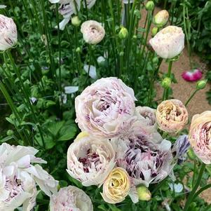 Ranunculus Brushmark Galthie