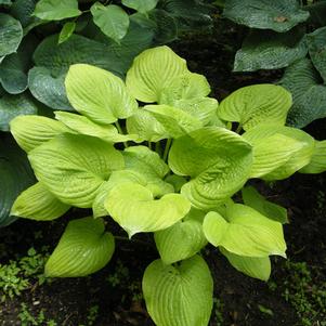 Hosta Banana Kid