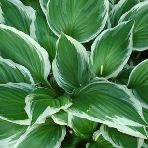 Hosta Antioch