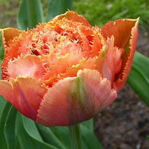 Tulip Fringed Royal Centennial (double)
