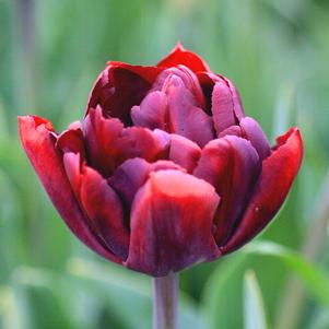 Tulip Double Late Uncle Tom