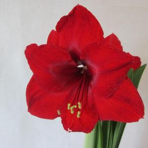 Hippeastrum Southern Hemisphere Red Lion/Olaf