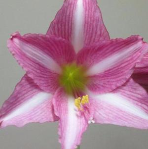 Hippeastrum Holland - Trumpet Type Estella