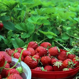 Strawberries Everbearing Eversweet