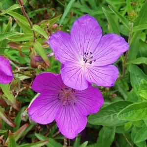 Geranium Kashmir Purple