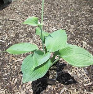 Hosta Blue Angel