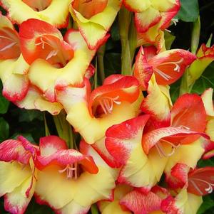 Gladiolus Tiny Tots Las Vegas