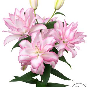 Lilies Double Oriental Roselily Anouska