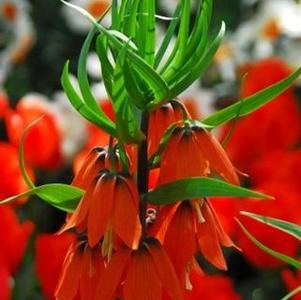 Fritillaria Imp. Rubra