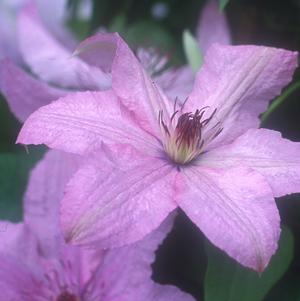 Clematis Hagley Hybrid