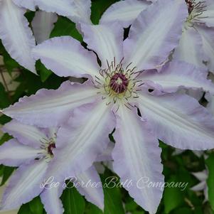 Clematis Claire de Lune