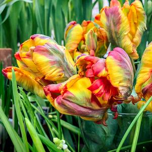 Tulip Parrot Rasta Parrot