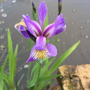 Iris Versicolor Kermesina