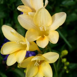 Freesia Single Yellow