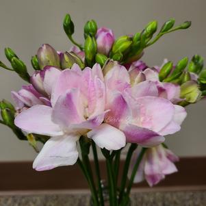 Freesia Double Pink