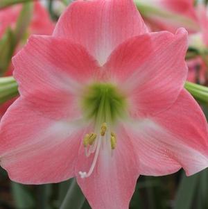 Hippeastrum Holland - Trumpet Type Rebecca