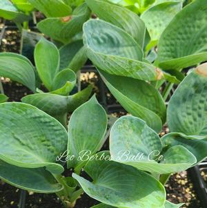 Hosta Big Daddy