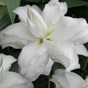 Lilies Double Oriental Lotus Pure