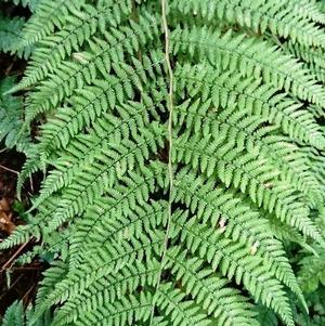 Athyrium Filix-femina Lady