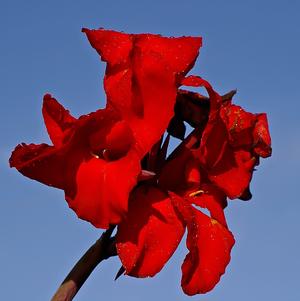 Canna Black Knight