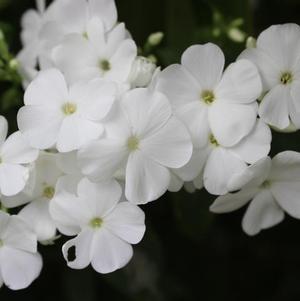 Phlox Paniculata David