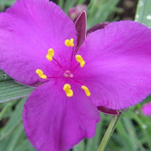 Tradescantia Concord Grape