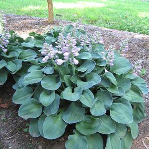 Hosta Blue Mouse Ears