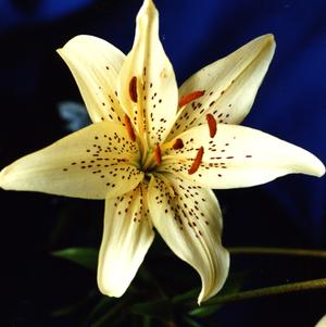 Lilies Asiatic Sweet Surrender