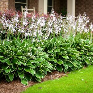 Hosta U Albo Marginata