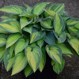 Hosta June