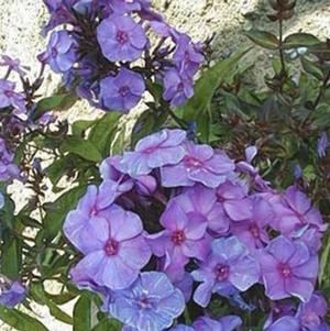 Phlox Paniculata Blue Paradise