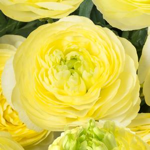 Ranunculus Romance Quimper