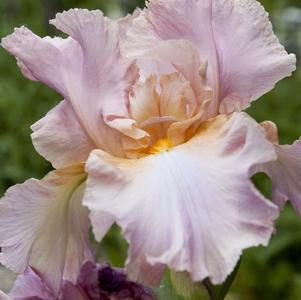 Iris Germanica Pink