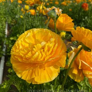 Ranunculus Tecolote Gold