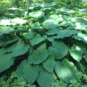 Hosta Jurassic Park