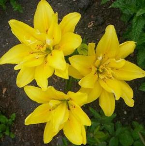 Lilies Double Asiatic Fata Morgana